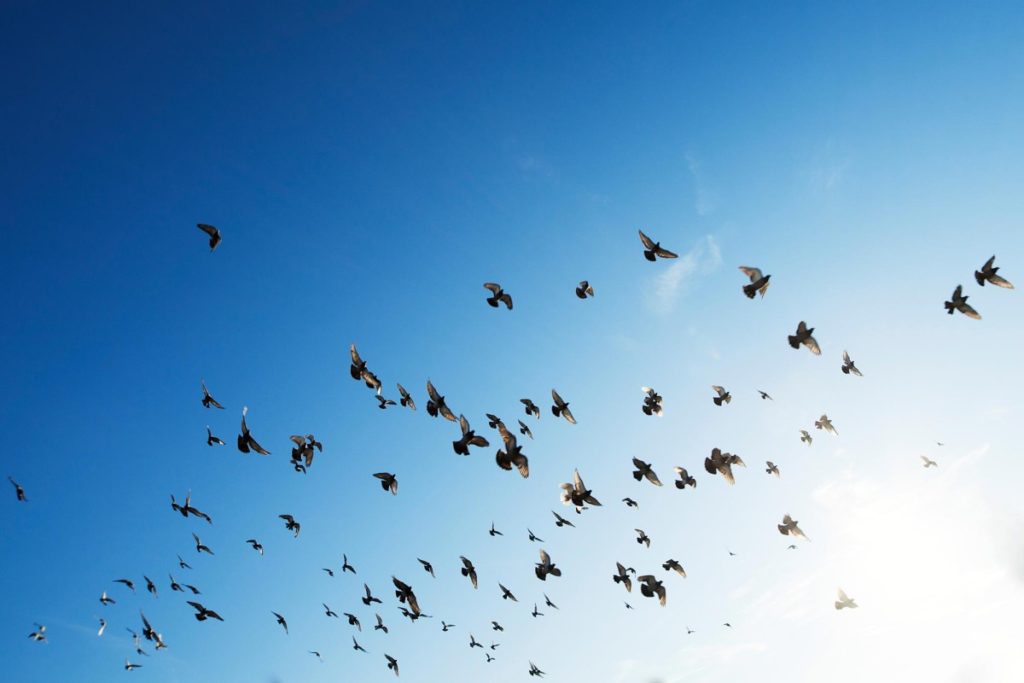 image of birds flying